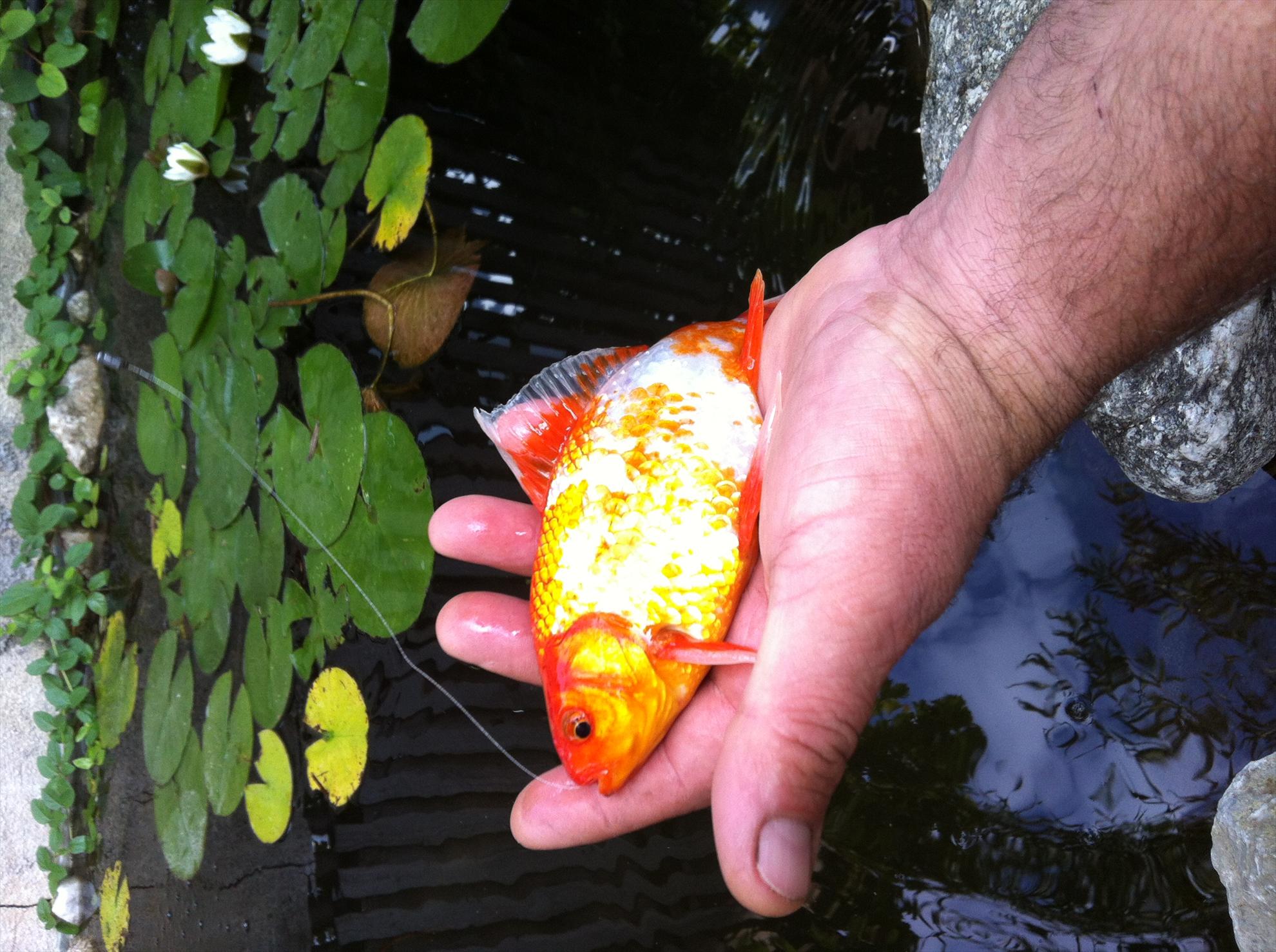 Un colt de Rai - img0481.JPG